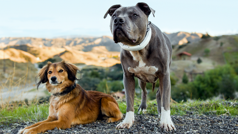 How To Buy A Dog Halo Collar